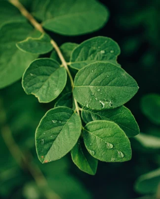 Organic Moringa